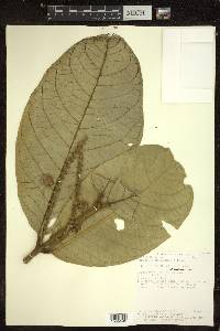 Bunchosia macrophylla image