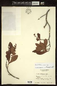 Byrsonima bucidifolia image