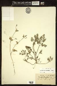 Chaerophyllum procumbens image