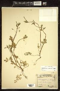 Chaerophyllum procumbens image