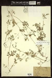 Chaerophyllum procumbens image