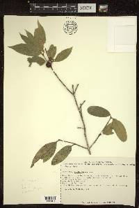 Bunchosia lindeniana image