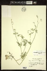 Chaerophyllum procumbens var. shortii image