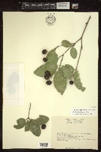 Bunchosia montana image