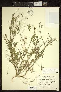 Chaerophyllum procumbens image