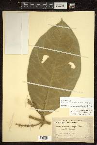 Bunchosia macrophylla image