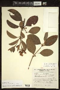 Byrsonima crassifolia image