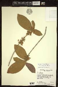 Hiraea barclayana image