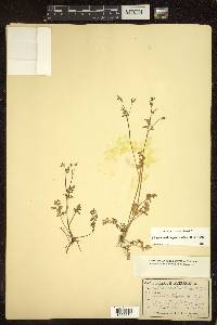 Chaerophyllum procumbens image