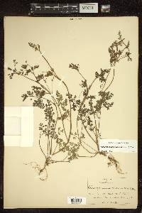 Chaerophyllum procumbens image