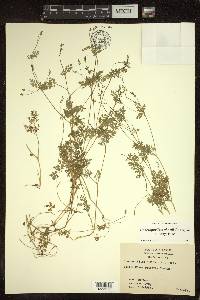 Chaerophyllum procumbens var. shortii image