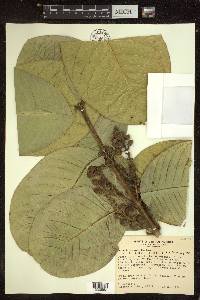 Bunchosia macrophylla image