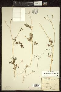 Chaerophyllum procumbens image