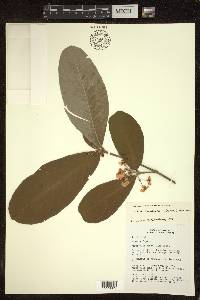 Hiraea cuiabensis image