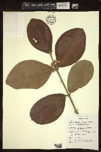 Hiraea cuiabensis image