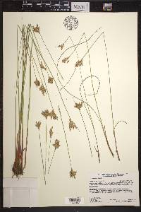 Juncus vaseyi image