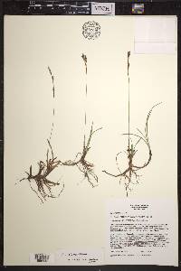 Carex richardsonii image