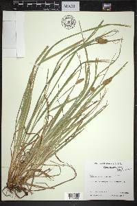 Carex typhina image