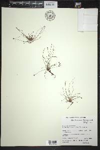 Eleocharis ovata image