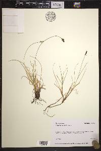 Carex lachenalii image