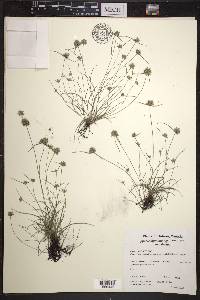 Cyperus lupulinus subsp. macilentus image