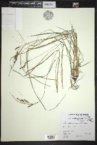 Carex kelloggii image