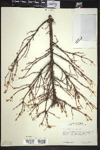 Picea mariana image