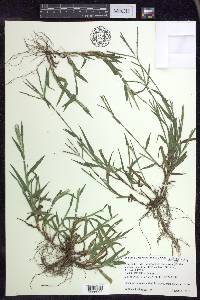 Digitaria ischaemum image