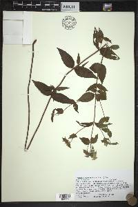 Pycnanthemum muticum image