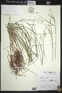 Carex sprengelii image