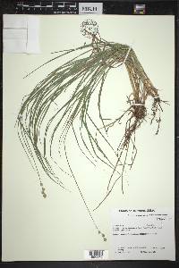 Carex festucacea image