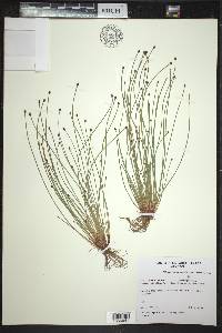 Eleocharis ovata image