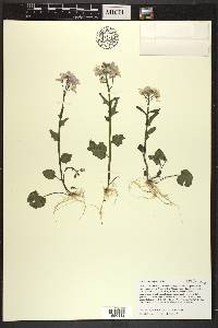 Cardamine douglassii image