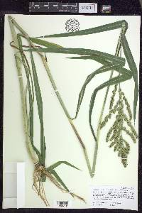 Echinochloa muricata var. microstachya image