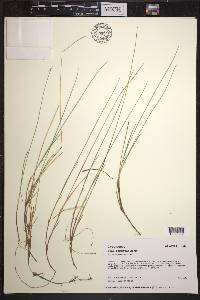 Carex pauciflora image