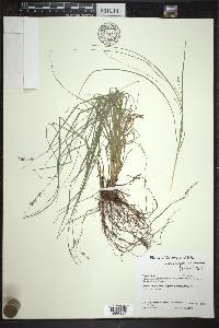 Carex radiata image