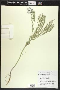 Lepidium campestre image