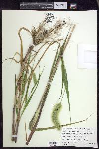 Setaria viridis var. major image