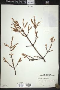 Picea mariana image