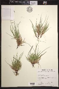 Carex tonsa image