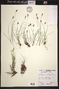 Carex duriuscula image