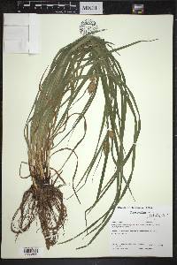 Carex typhina image