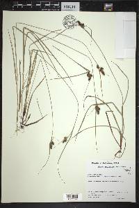 Carex complanata image