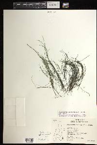 Podostemum ceratophyllum image