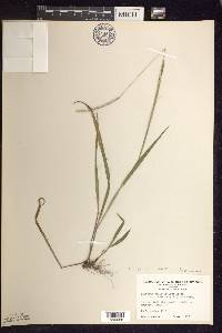 Paspalum setaceum var. muhlenbergii image