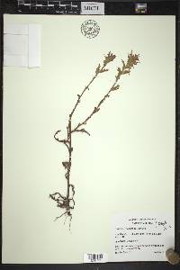 Castilleja coccinea image