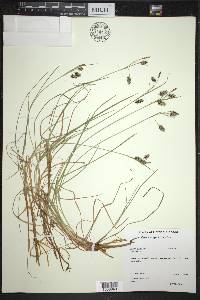 Carex magellanica image