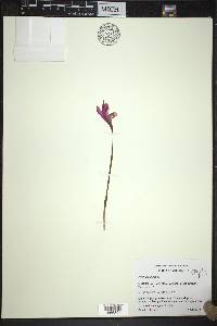 Arethusa bulbosa image