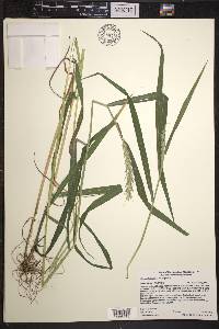 Elymus virginicus var. virginicus image