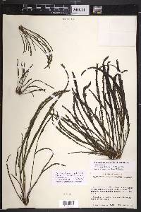 Marathrum plumosum image